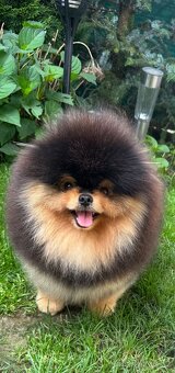 Pomeranian s pp FCI - 14