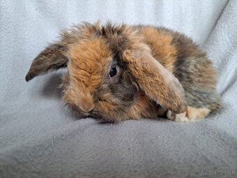 Zakrslý králíček beránek, zakrslý lvíček - 14