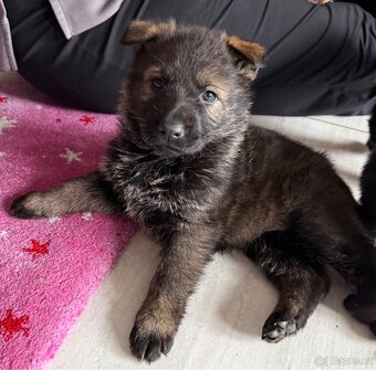 Německý ovčák s PP - 14