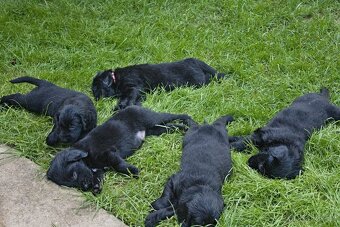 Flat coated retriever štěňata s PP - 14