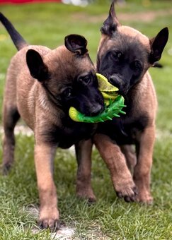 BELGICKÝ OVČÁK MALINOIS - ŠTĚŇATA S PP - 14