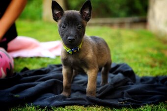 Belgický ovčák Malinois - 14