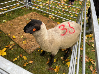 Plemenné beránky Suffolk - 14