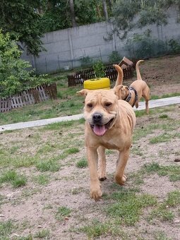 VANILKA K ADOPCI - 12m., vděčná, umazlená - 14