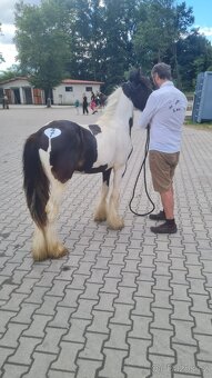 Prodej Irského Coba - 14