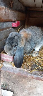 Francouzský  beran - 14