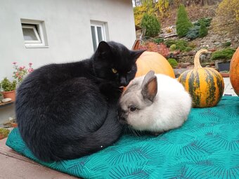 Zakrslý siam sameček Medvídek - 14