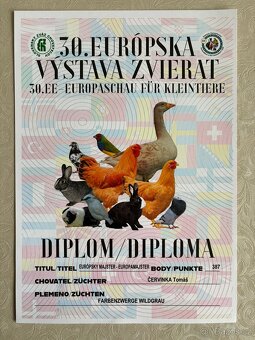 Mláďata zakrslých králíčků z chovu mistra Evropy - 14