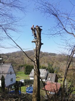 Kácení stromů v Ústeckém kraji - 14