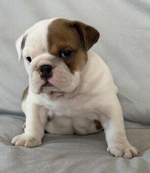 Anglicky Bulldog - 14