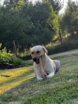 Labrador, štěňátka - 14