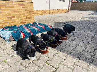 Cane Corso - 14