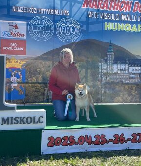 Shiba inu s PP /FCI / - 14