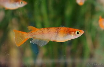 Medaka japonská,Oryzias latipes, Rýžová ryba - 14