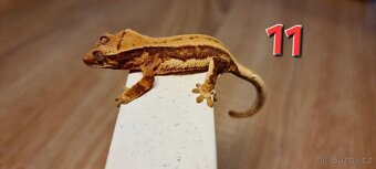 Pagekon řasnatý - 14