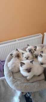 Ragdoll kotatka - 14