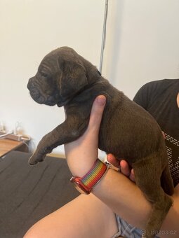 Štěně cane corso - 14