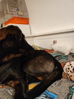 Zakrslý králík s vybavením - 14