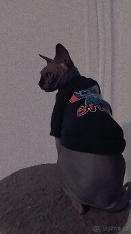 Kanadský sphynx bez PP - kluk - 14