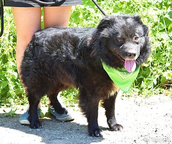 TICEAS K ADOPCI- 3 ROKY,TULÍCÍ ČERTÍK,HODNÝ,KLIDNÝ - 14