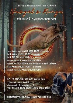 Štěňata německého boxera - 14