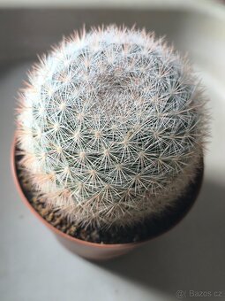 Kaktusy - 14