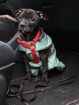 Americký pitbull teriér ke krytí - 14