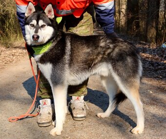 ALONZO K ADOPCI - přátelský, milý, kontaktní - 14