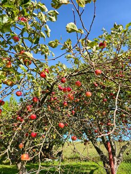 Pronájem zahrady v Plzni - Lobzy. Gril a rekreace.  1890 Kč - 14