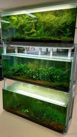 Endlerka (Poecilia wingei) - 14