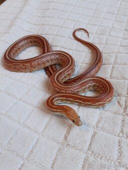 Užovky červené, krajta královská - 14