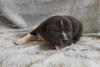 American Bully Pocket- Standart - 14
