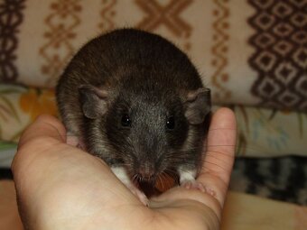 Dumbo, rex - mláďata potkánků s výpisem předků - 14