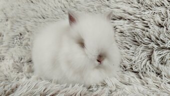 Zakrslý králík, králíček-(TEDDY)-HEIDY - 14