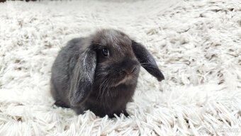 Zakrslý beránek, králíček, králík - BRUNO - 14