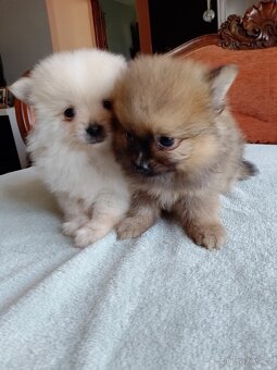 Pomeranian špic - 14