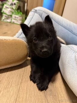 Německy ovčák s PP pracovní spojení -fena, pes - 14