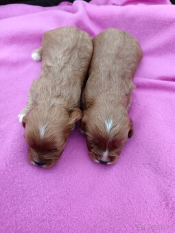 Cavapo, kavapo, cavapoo - 14