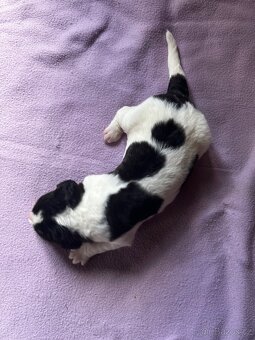 🐾 Štěňátka Landseera s výstavními i pracovními předpoklady - 14