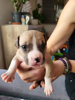 Americký stafordšírský teriér s PP - 14