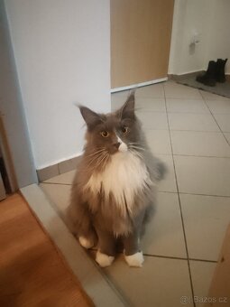 Maiska Mývalí poslední kotě bez pp kočička - 14