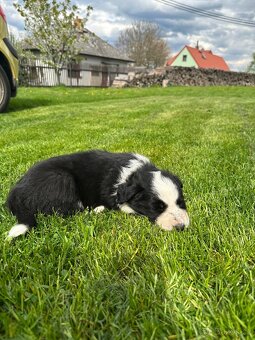 Border kolie - 14