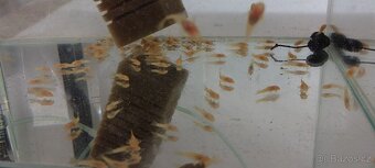 Guppy full red albino - 14