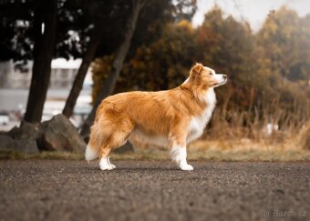 Border Kolie S PP - 14