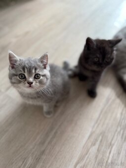 Britská koťata Whiskas - 14