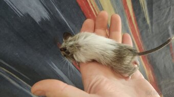 osmáčata osmák degu, myšáci - 14