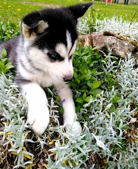 Sibirsky husky - 14