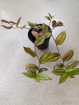 POKOJOVÉ KYTKY - 14