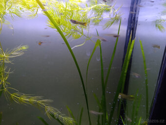 Akvarijní rostliny, akvarijní rybičky - Vsetín - 14