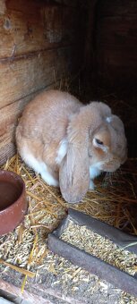 Francouzský  beran - 14